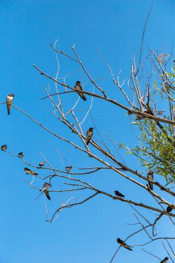 Kırlangıçlar bir bahar günü ağaç dallarına konur. Kırlangıçlar bir bahar günü ağaç dallarına konur. Arka planda uçan bir kırlangıç.