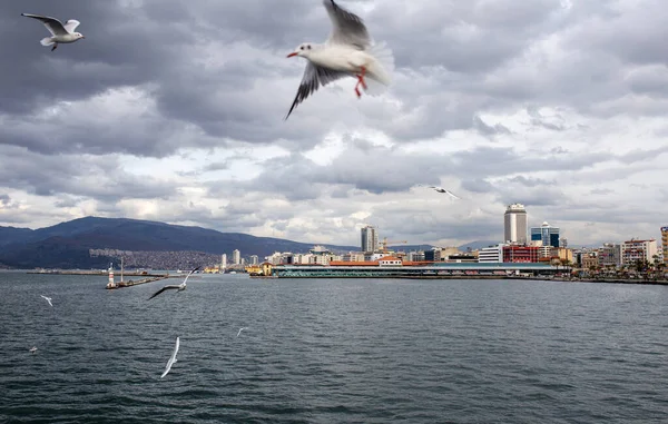 Türkiye 'nin İzmir kentinde feribot etrafında uçan martılar.