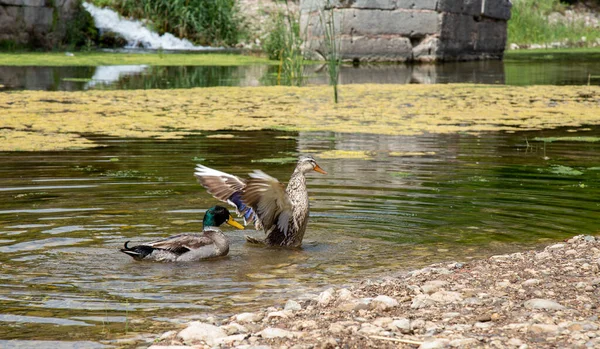 鸭子在小河里游泳 — 图库照片