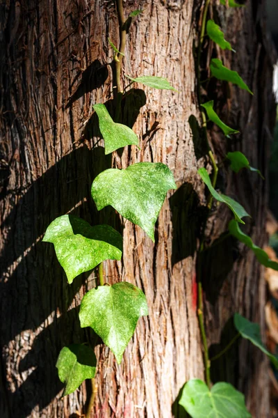 Feuilles Vertes Sur Arbre — Photo