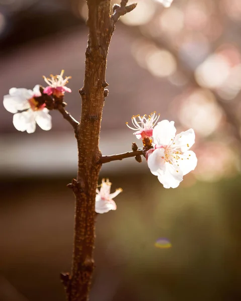 White Blossoms Tree Background — Stock Photo, Image