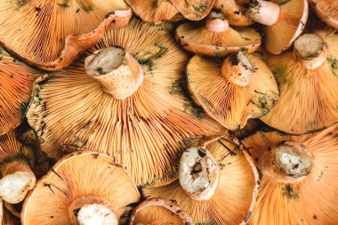 Taze mantarları kapatın.