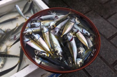 İstanbul, Golden Horn 'dan taze balık geldi. Bir kova tekir balığı ve plastik bir kutu sardalya.