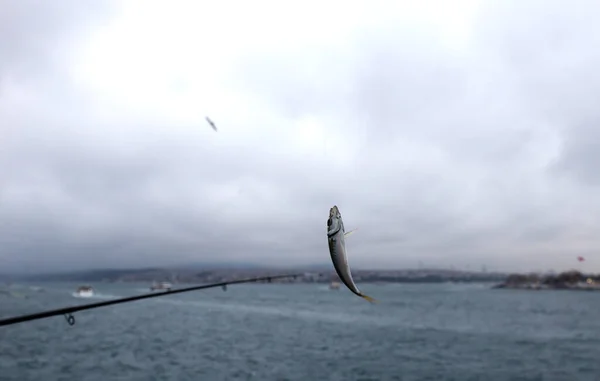 Apenas Pegou Pequeno Peixe Ponte Galata Istambul Turquia — Fotografia de Stock