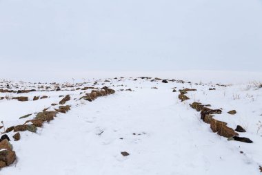 Ormanda karla kaplı ağaçlar