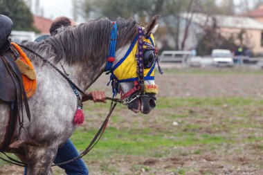 Bir cirit oyuncusunun atı