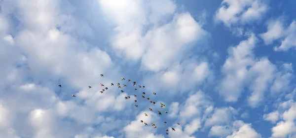 Vogelschwarm Fliegt Den Himmel — Stockfoto