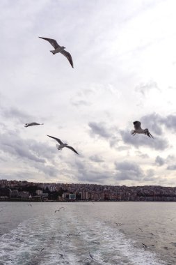 Türkiye 'nin İzmir kentinde feribot etrafında uçan martılar. 