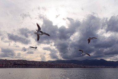 Türkiye 'nin İzmir kentinde feribot etrafında uçan martılar. 