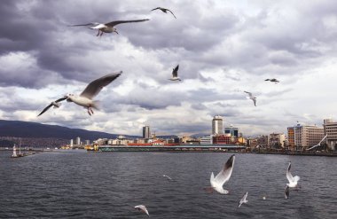 Türkiye 'nin İzmir kentinde feribot etrafında uçan martılar. 