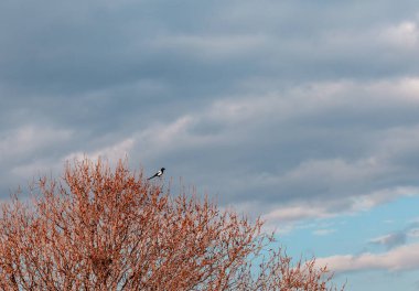 Doğanın güzel manzarası ve ağaçtaki kuş.