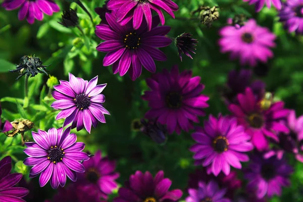 Bellissimo Fiore Gerbera Rosa Giardino — Foto Stock