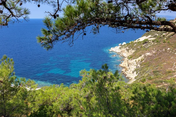 Bella Vista Sulla Costa Del Mare Sull Albero — Foto Stock