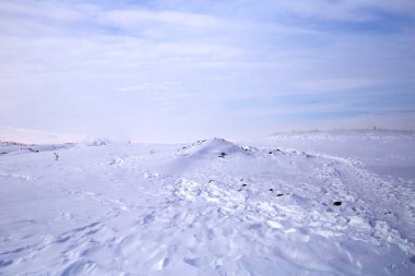 Karla kaplı ağaçlarla kaplı kış manzarası
