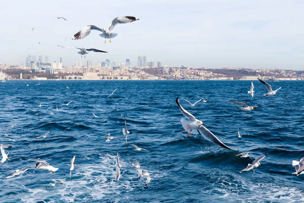 Martılar denizin üzerinde uçuyor.