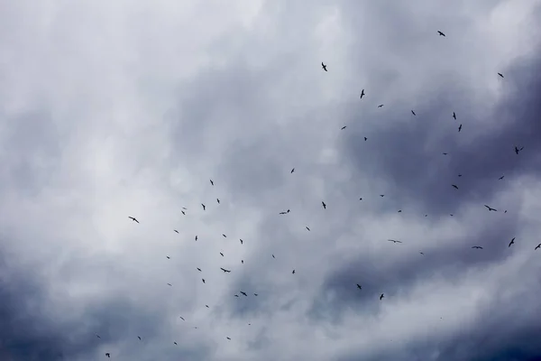 Bandada Aves Volando Cielo — Foto de Stock