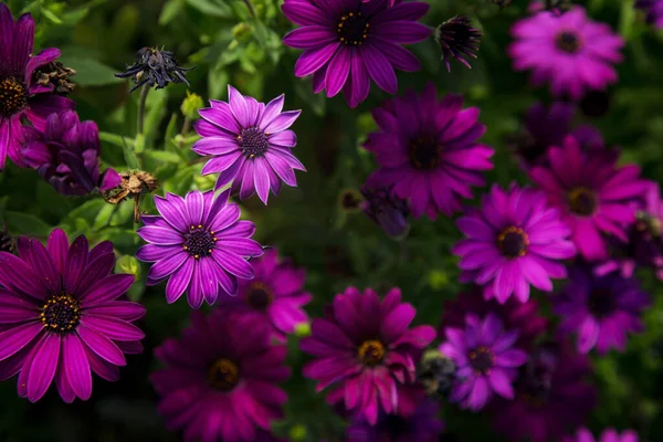 Bellissimi Fiori Sfondo Concetto Floreale — Foto Stock