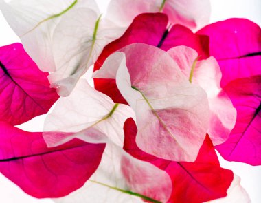 Beyaz arkaplanda çiçek yaprakları