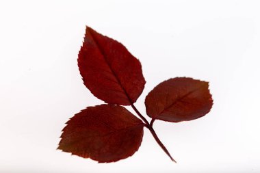 Beyaz arkaplanda sonbahar yaprağı