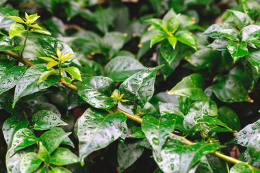 Yaprak üstüne su damlası, yağmur mevsimi.