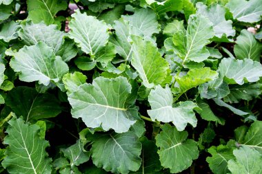 Bahçede büyüyen çimen bitkileri