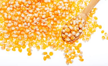 Beyaz arkaplanda izole mısır tohumları