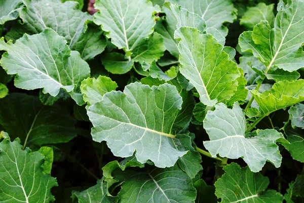 Bahçede büyüyen çimen bitkileri