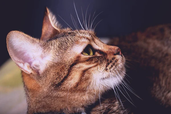 Retrato Gato Doméstico Olhos Verdes — Fotografia de Stock