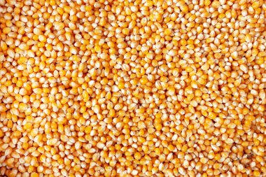 Fasulye arkaplanı. Gıda arkaplanı