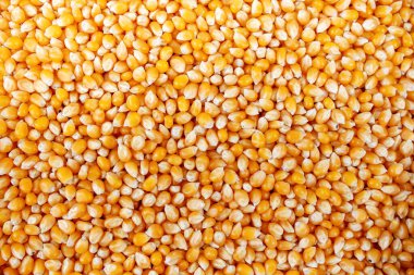 Fasulye arkaplanı. Gıda arkaplanı