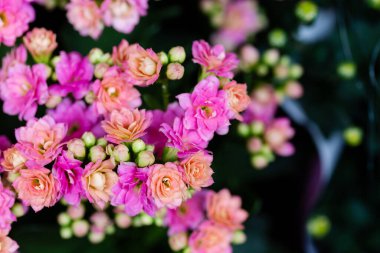 Pembe ve turuncu çiçekler, arka plan