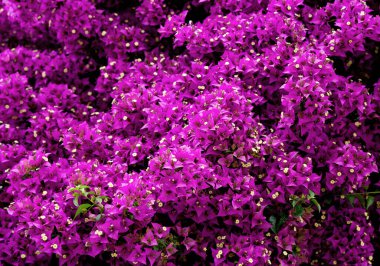 Pembe yasemin çiçekleri, çiçek arkaplanı.