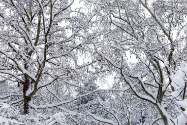 Karlı orman, kış arka planı. Karlı arkaplan.