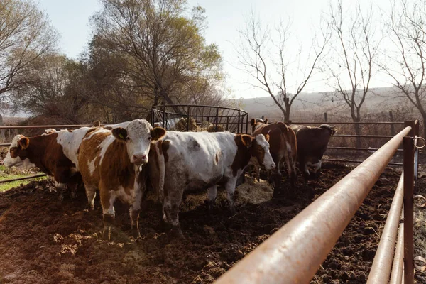 Vacas Lecheras Campo Fondo Rural — Foto de Stock