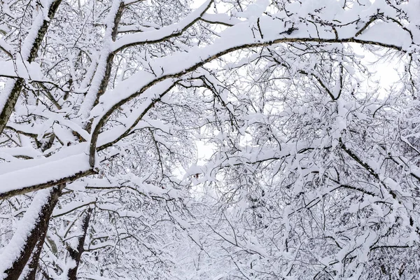 Śnieżny Las Zimowe Tło Zaśnieżone Tło — Zdjęcie stockowe