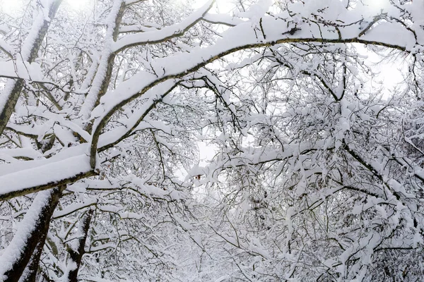 Floresta Nevada Árvores Nevadas Fundo Inverno — Fotografia de Stock