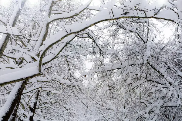 Snowy Las Śnieżne Drzewa Tło Zimowe — Zdjęcie stockowe