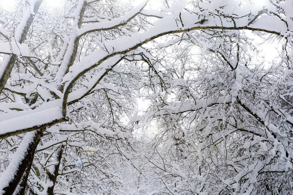 Floresta Nevada Árvores Nevadas Fundo Inverno — Fotografia de Stock