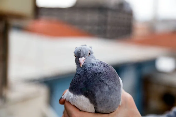 Pombo Nas Mãos Criadores — Fotografia de Stock