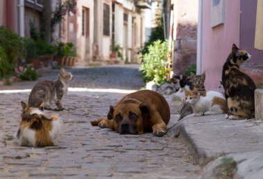 Sokakta kedi ve köpek