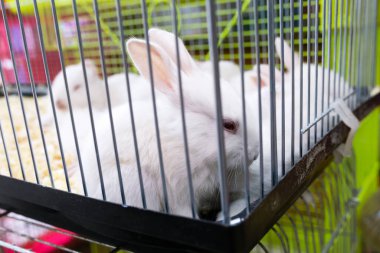 Markette beyaz tavşanlar.