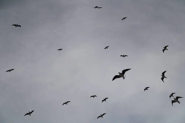 超現実的な灰色の空 黒と白を飛ぶ鳥のシルエット — ストック写真