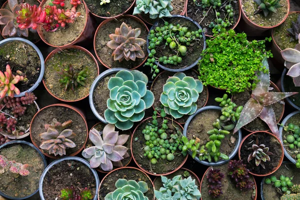 Succulent Flowers Colorful Background Texture — Stock Photo, Image