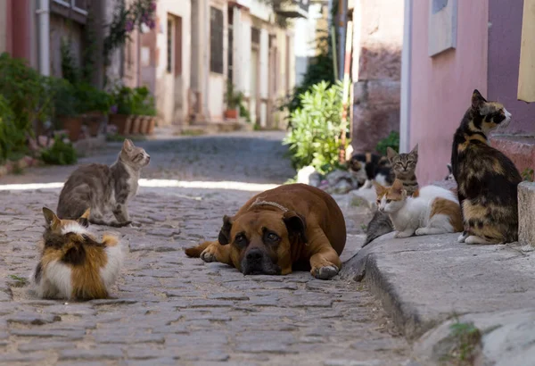 dog and cats on the street