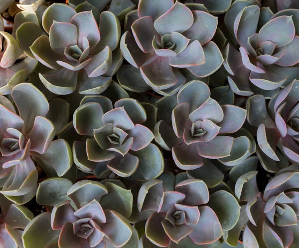 Succulent Plant Flowers Background — Stock Photo, Image