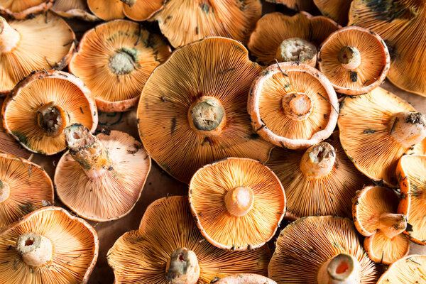 Fresh mushrooms at market. Close-up.