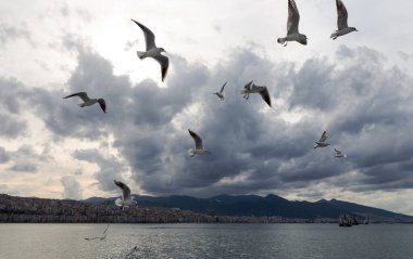 İzmir 'de feribot etrafında uçan martılar
