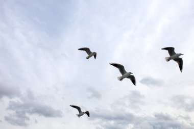 İzmir 'de feribot etrafında uçan martılar