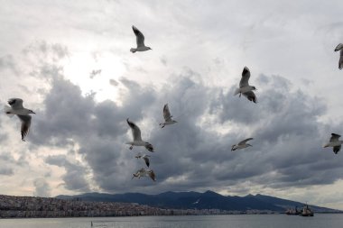 İzmir 'de feribot etrafında uçan martılar