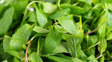 Taze nane yaprakları.. 